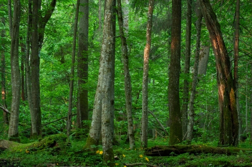 Frederic-Demeuse-WALD Photography-3